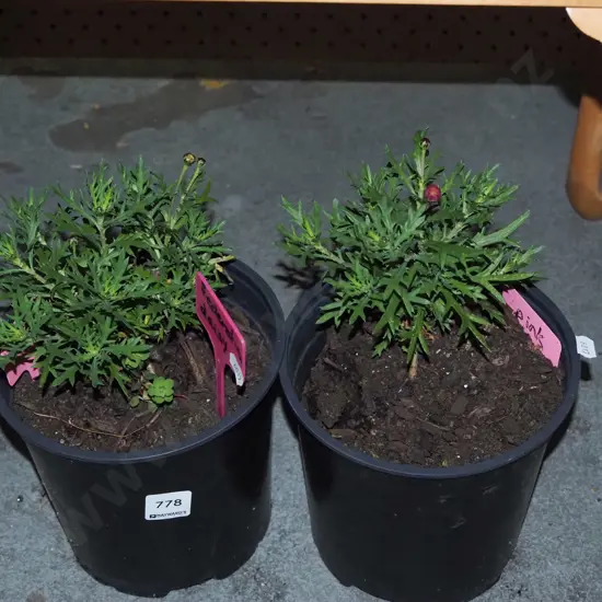 2x potted federation daises