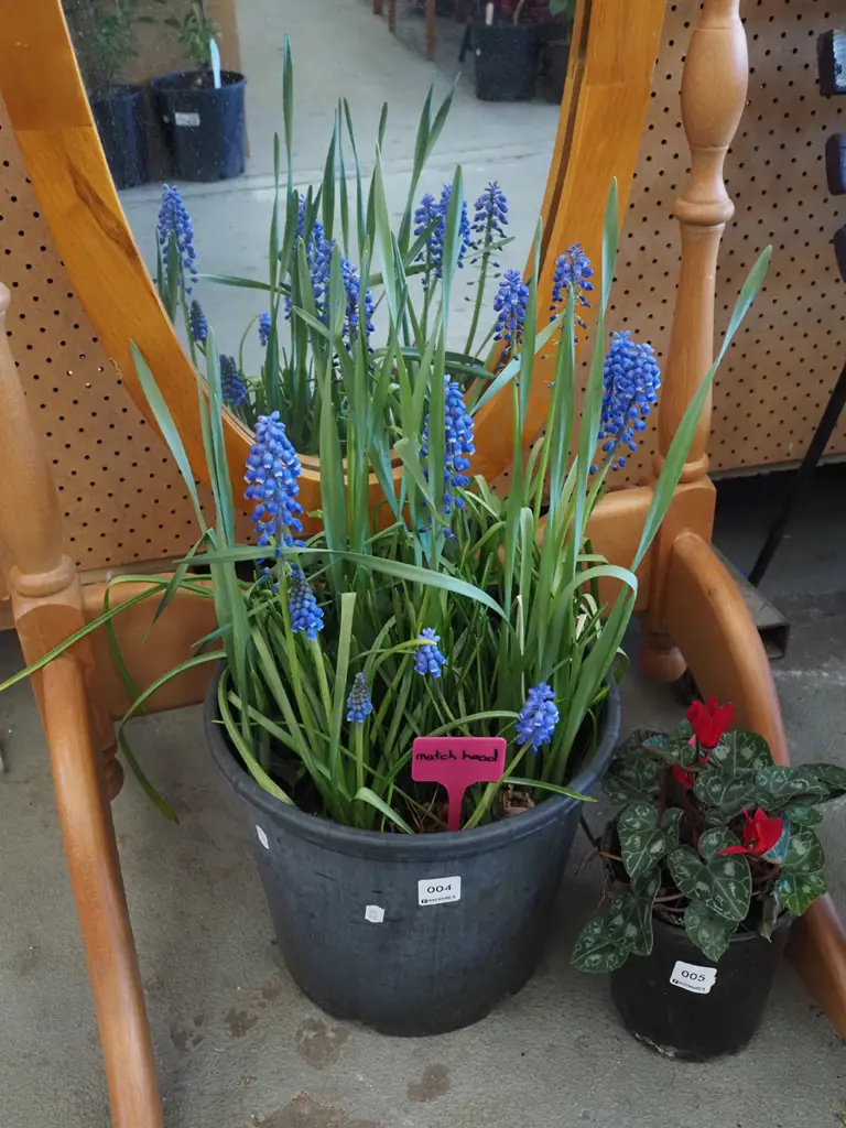 potted flowering matchheads Image 1++