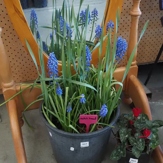 potted flowering matchheads