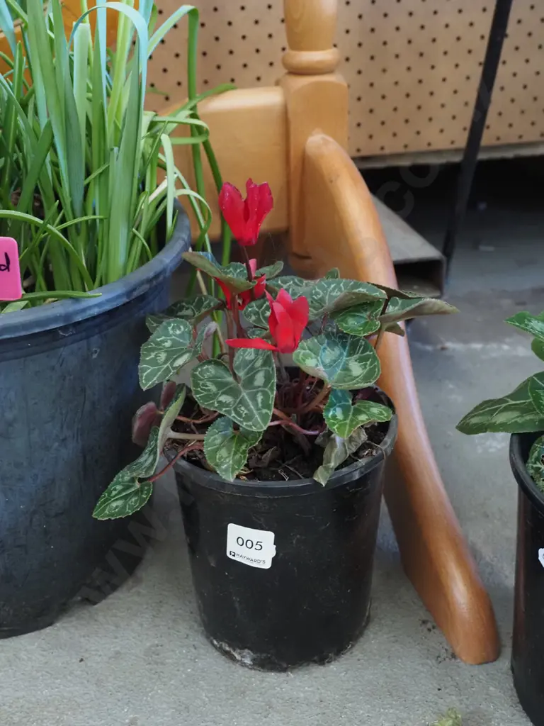 potted pink cyclamen Image 1++