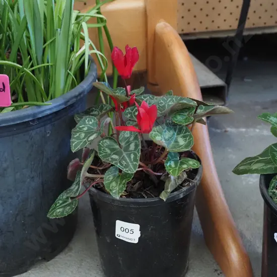 potted pink cyclamen