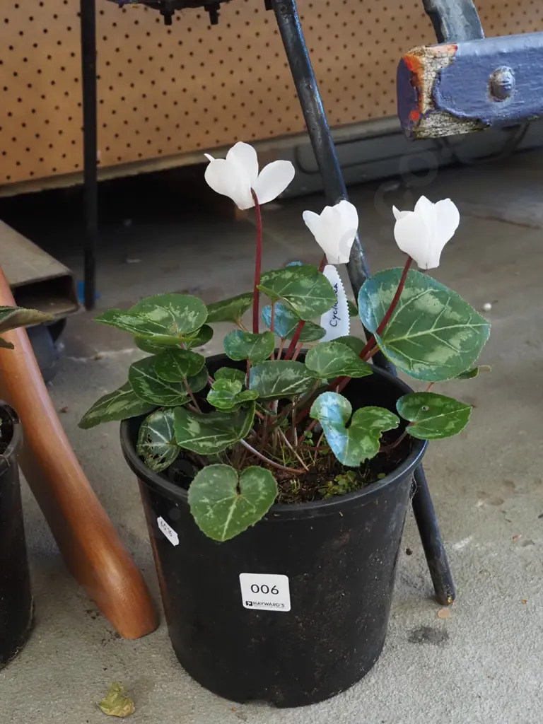 potted white cyclamen Image 1++