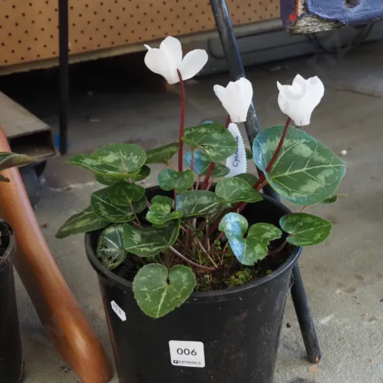 potted white cyclamen