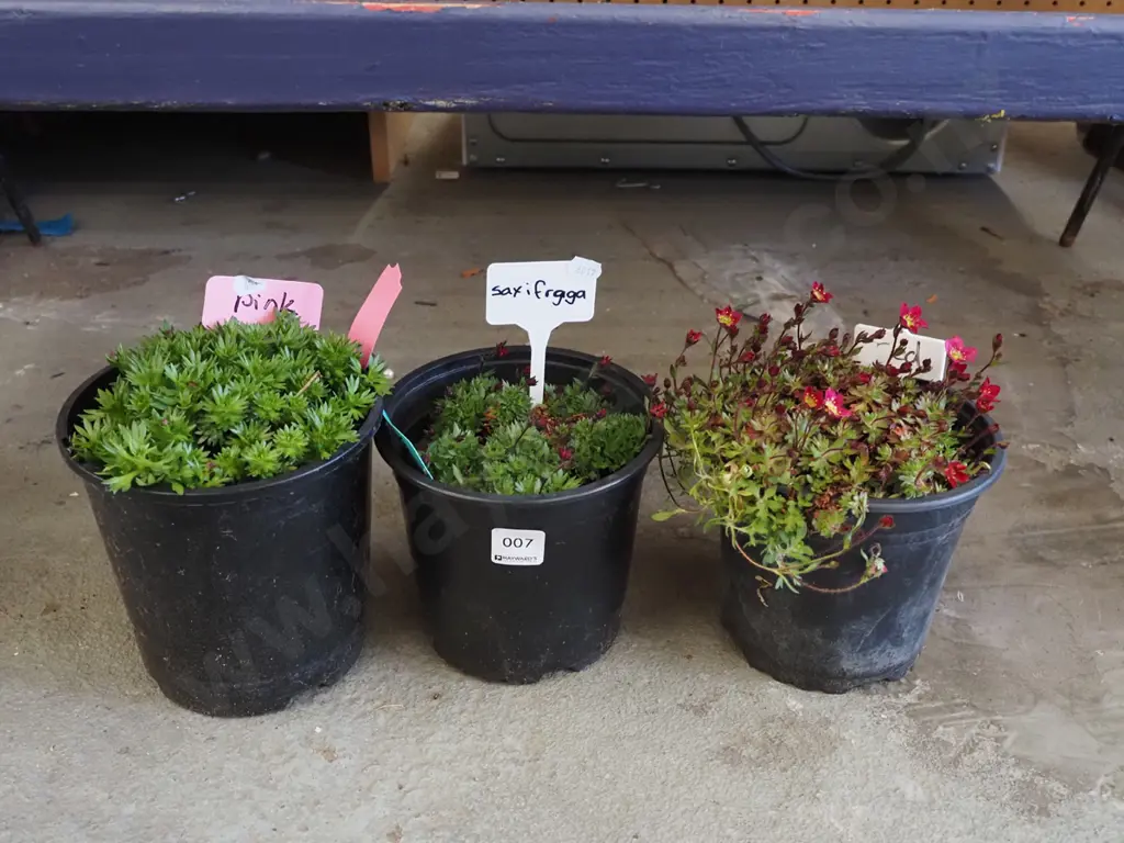 3x potted saxifraga Image 1++