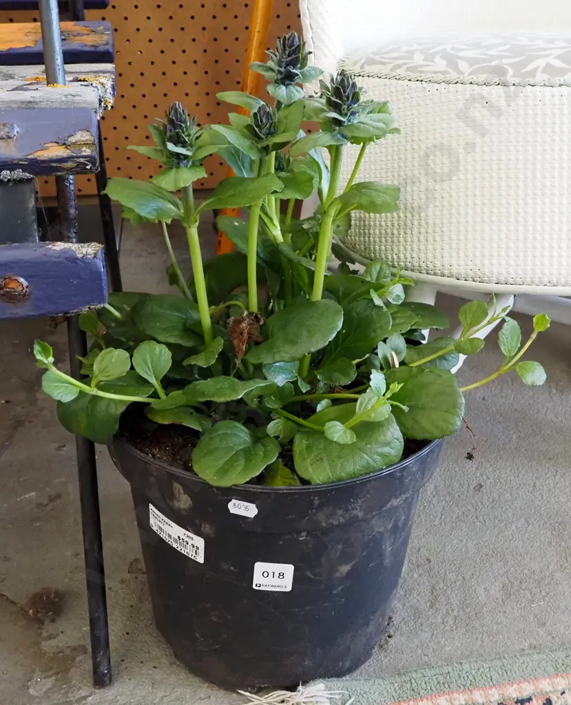 potted ajuga black scallops Image 1++