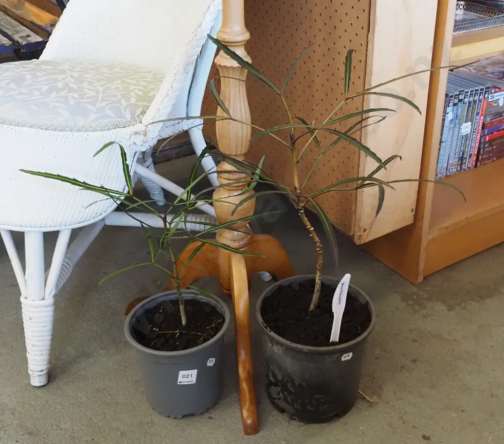 2x potted lancewoods Image 1++