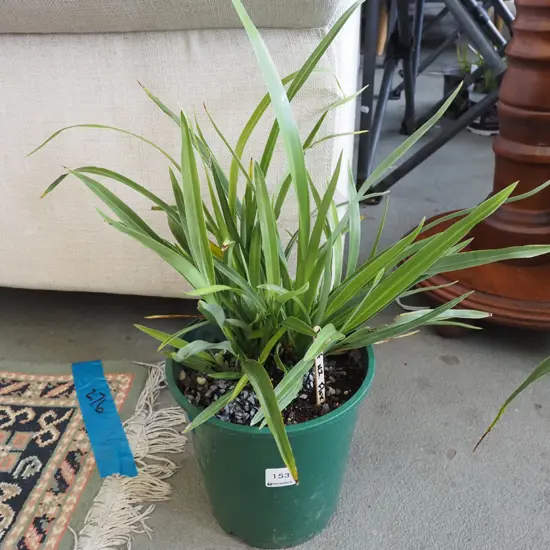 potted dwarf NZ flax