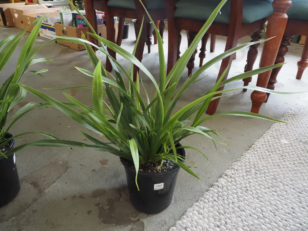 potted dwarf NZ flax Image 1++