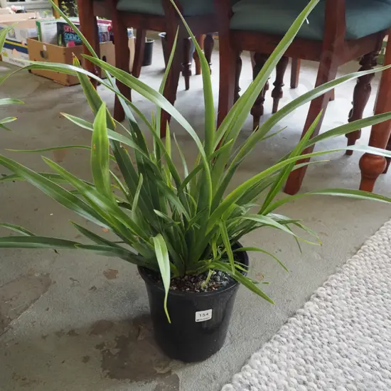 potted dwarf NZ flax