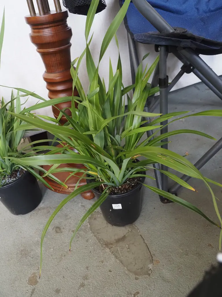potted dwarf NZ flax Image 1++