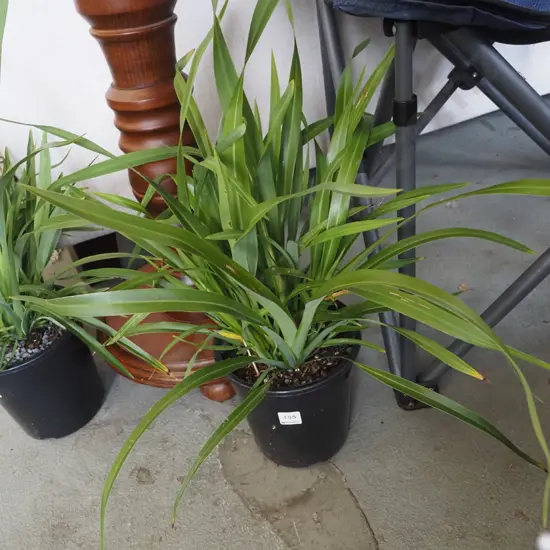 potted dwarf NZ flax