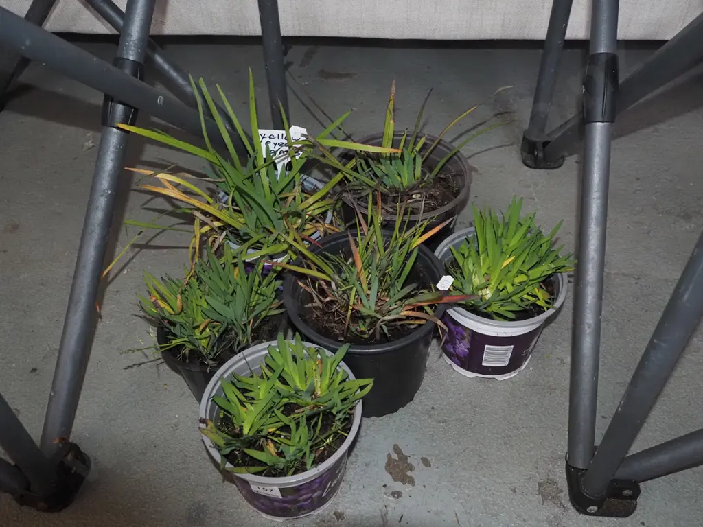 6x potted yellow eyed grasses Image 1++