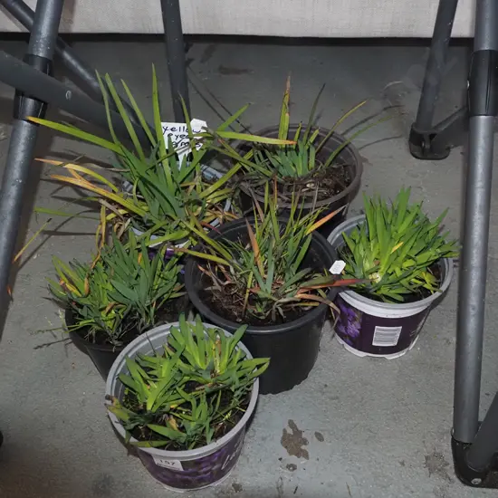 6x potted yellow eyed grasses