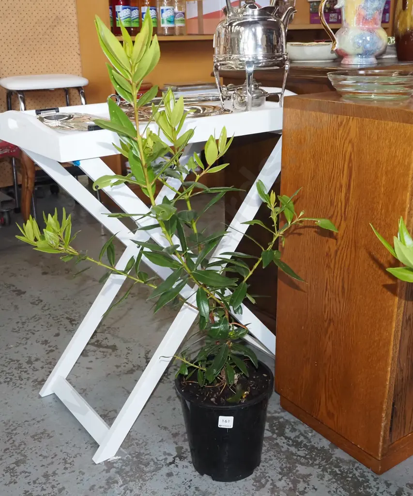 potted pohutukawa Image 1++