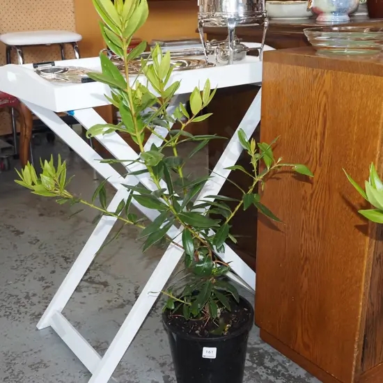potted pohutukawa