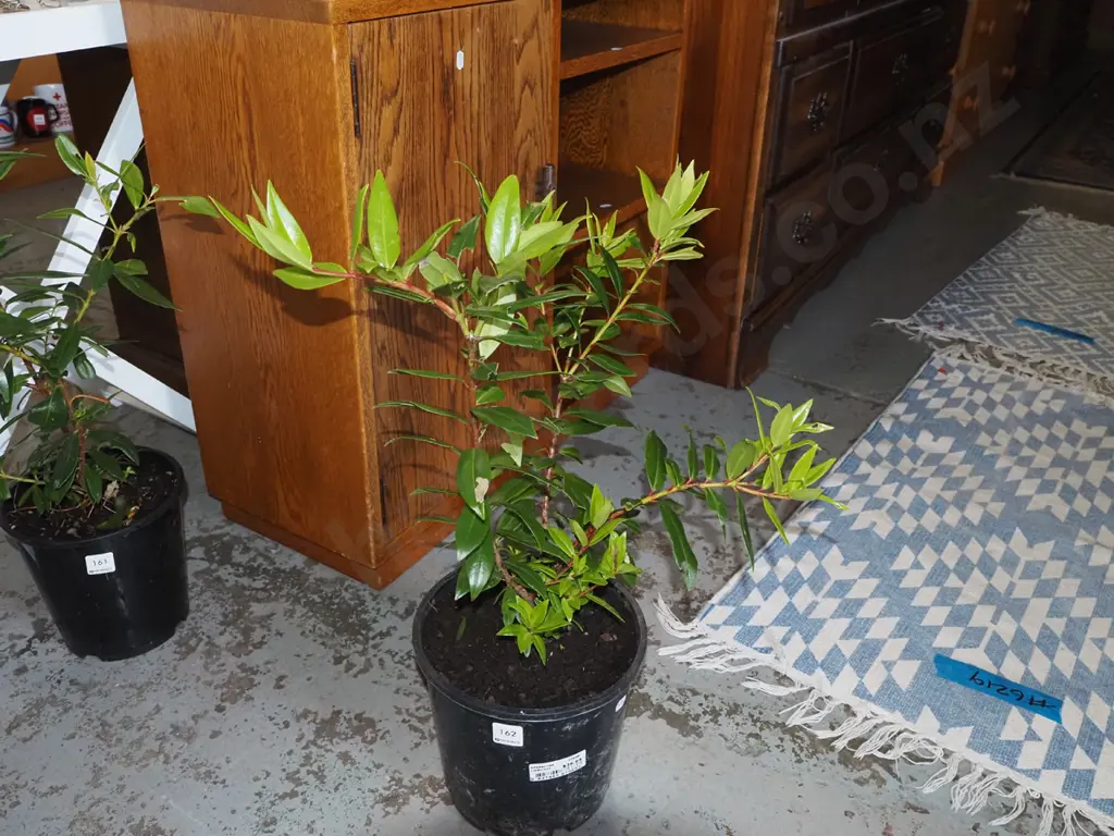 potted pohutukawa Image 1++