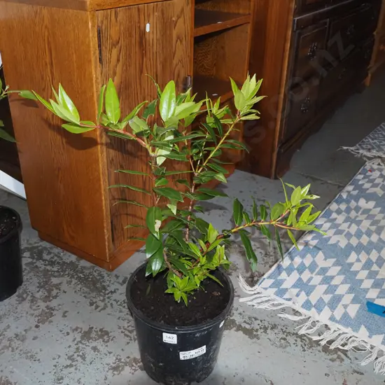 potted pohutukawa