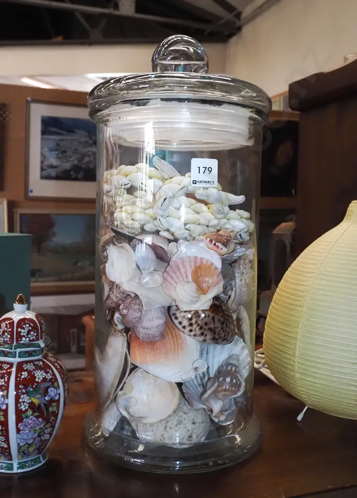tall glass storage canister and shells H420 Image 1++