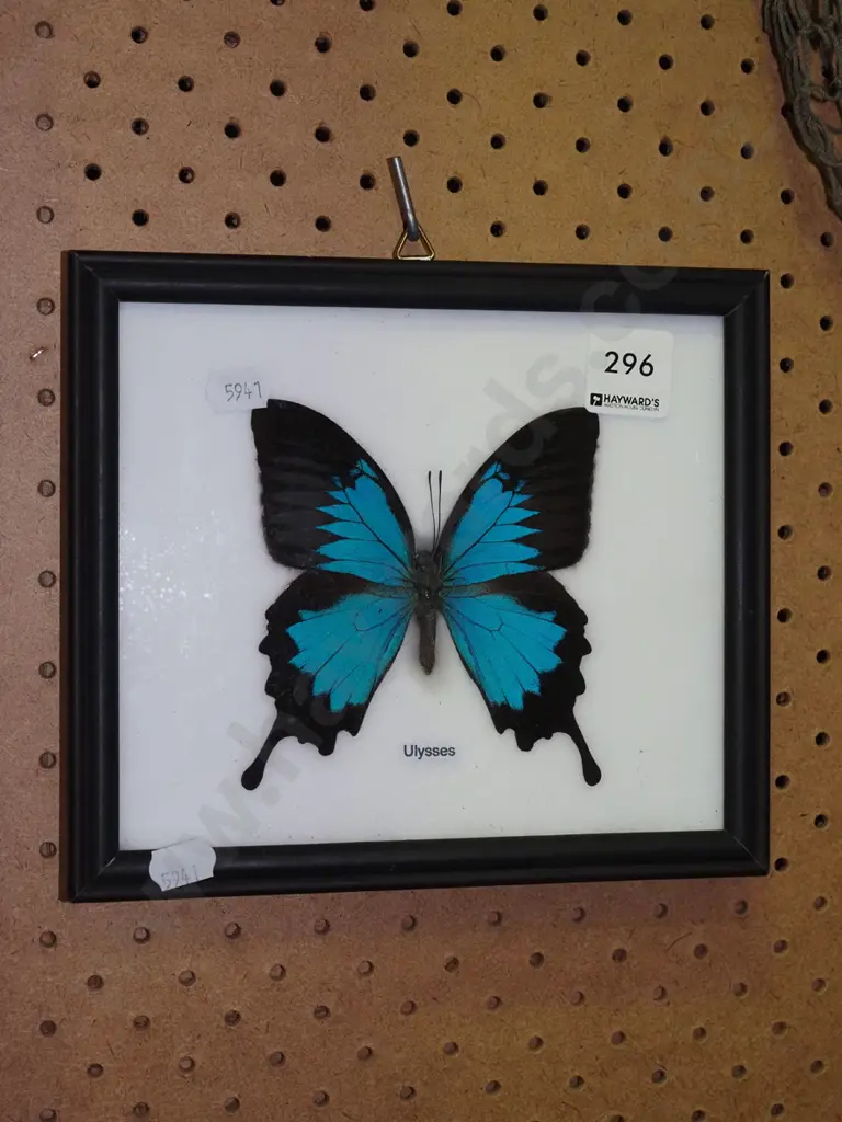 framed Ulysses butterfly Image 1++