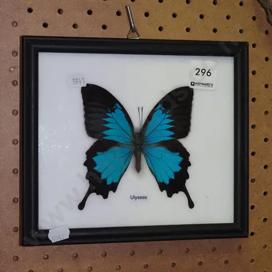 framed Ulysses butterfly