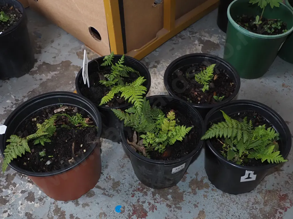 5x potted ferns Image 1++