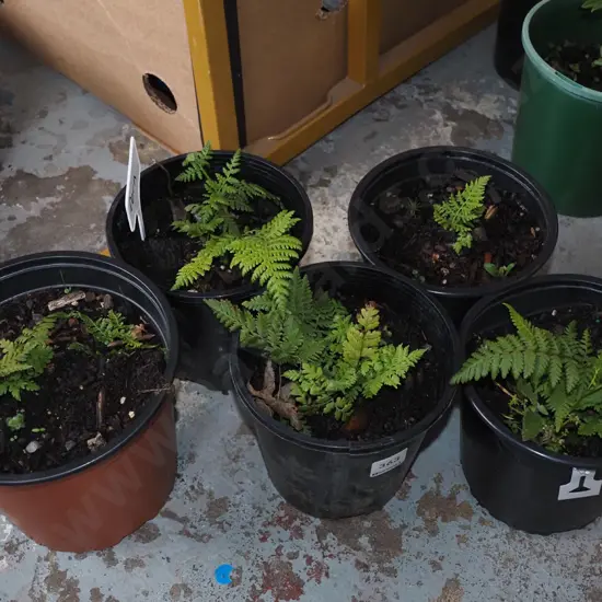 5x potted ferns