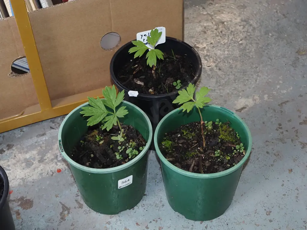 3x potted yellow tree peonies Image 1++