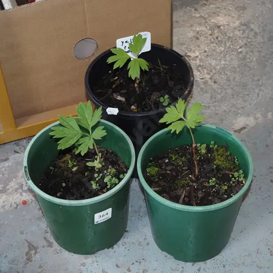 3x potted yellow tree peonies