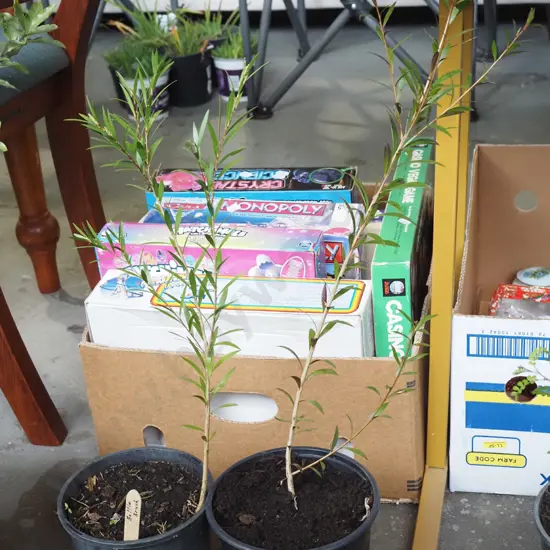 2x potted bottle brushes