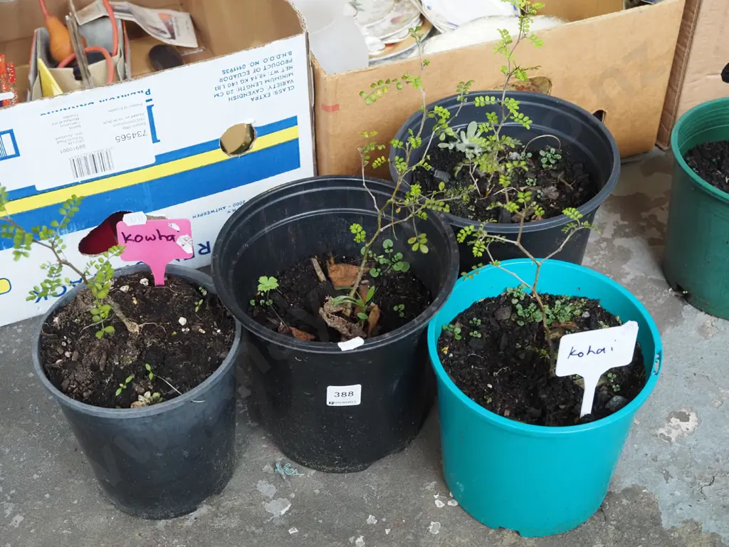 4x potted kowhai Image 1++
