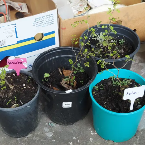 4x potted kowhai