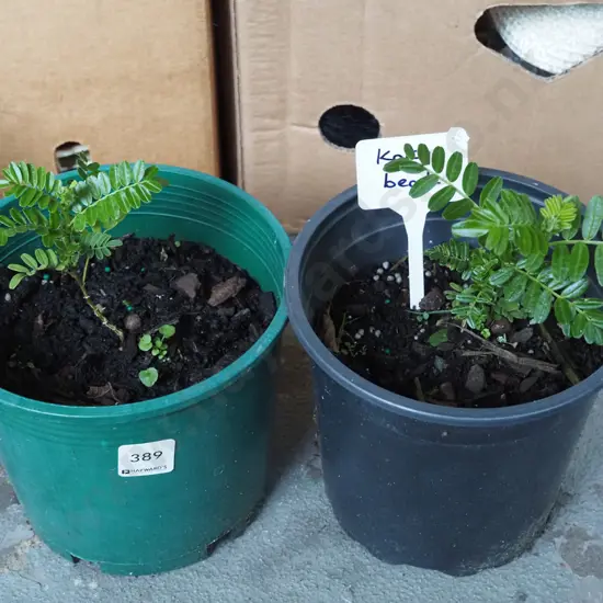 2x potted kaka beaks