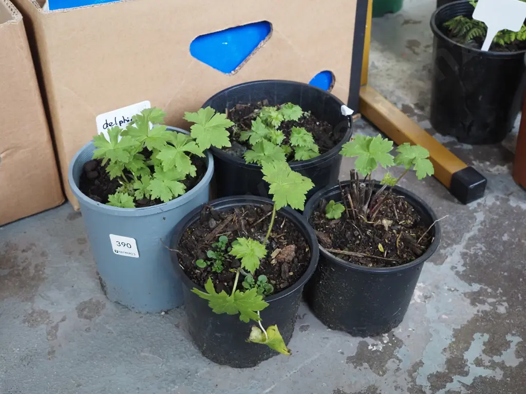 4x potted delphiniums Image 1++