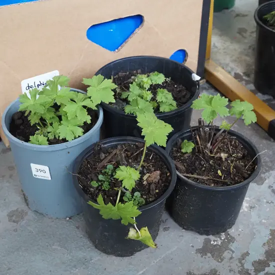4x potted delphiniums