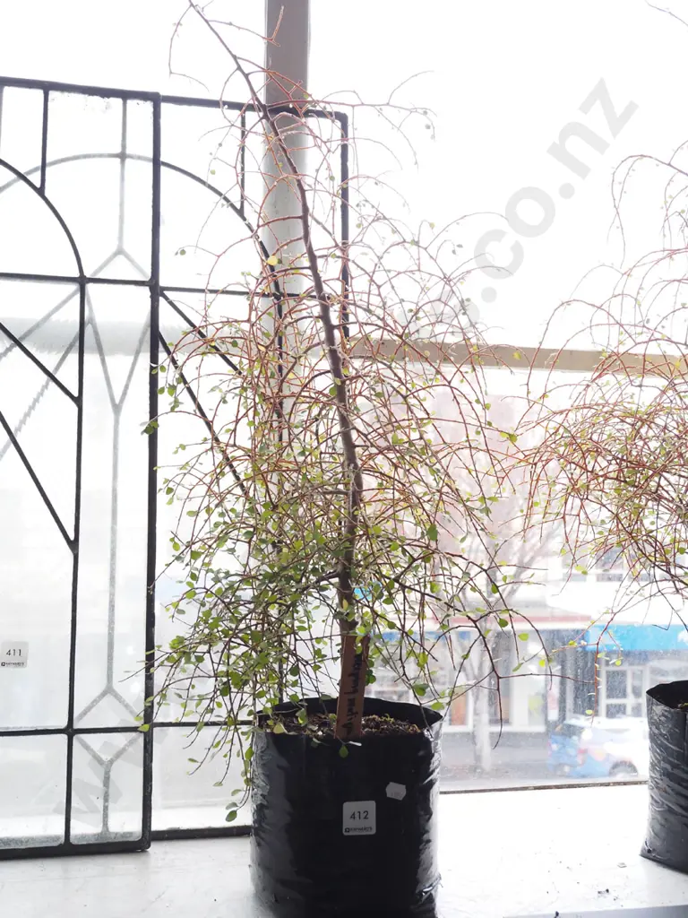 potted weeping matipo Image 1++
