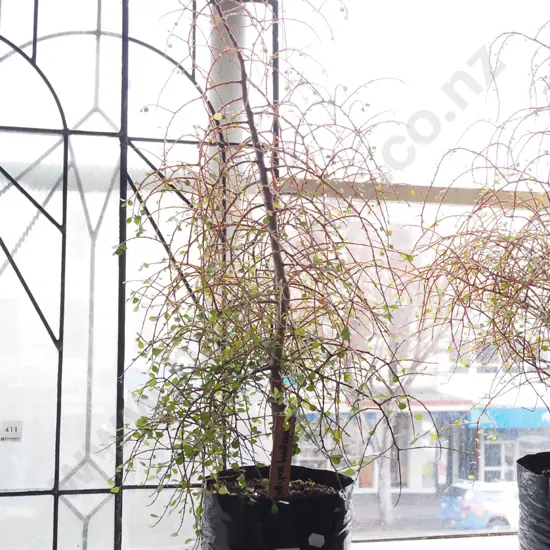 potted weeping matipo