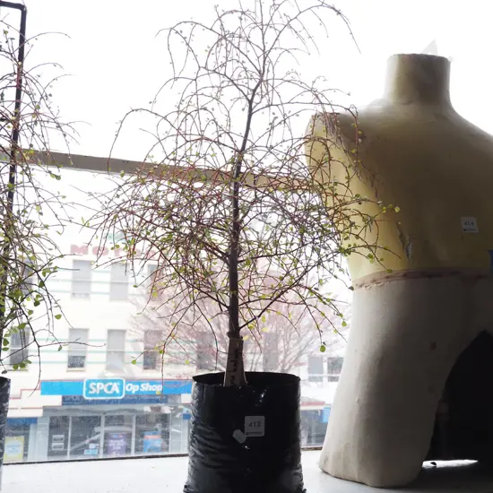 potted weeping matipo