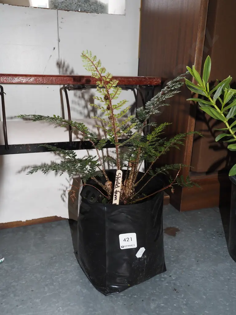 NZ shield fern in bag Image 1++