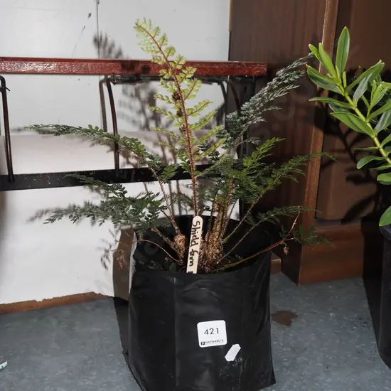 NZ shield fern in bag