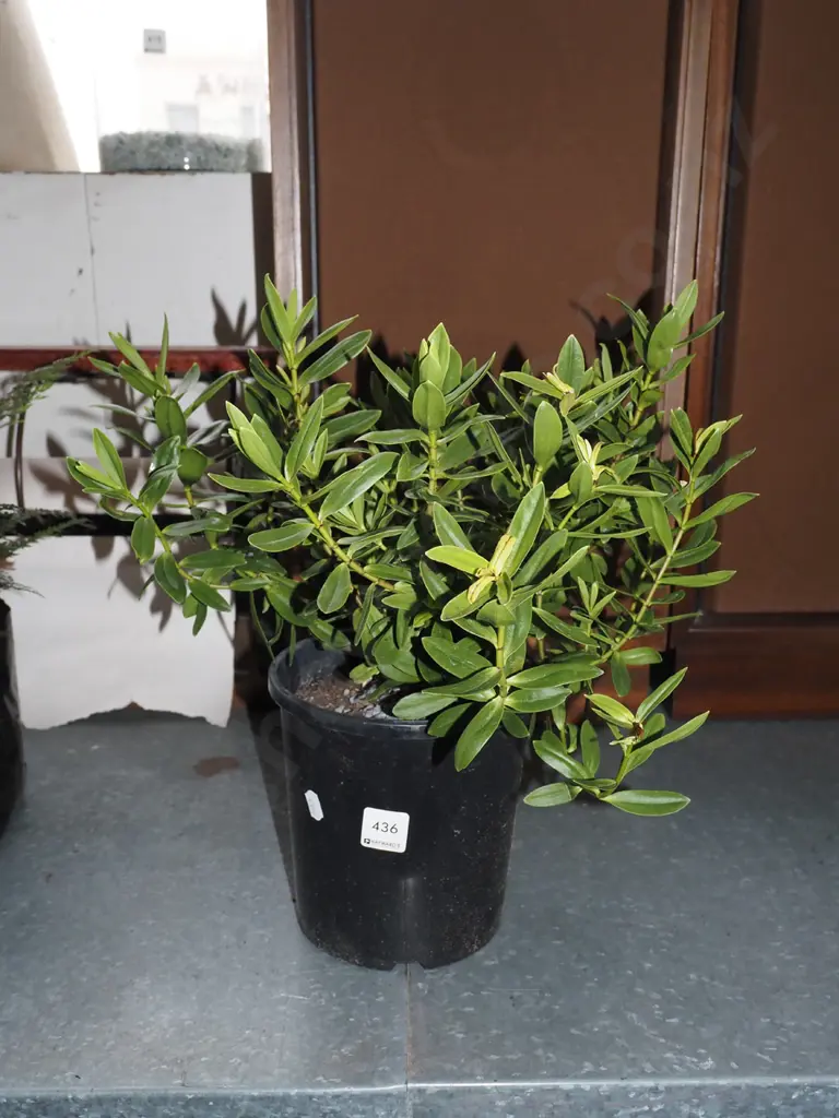 potted hebe Image 1++