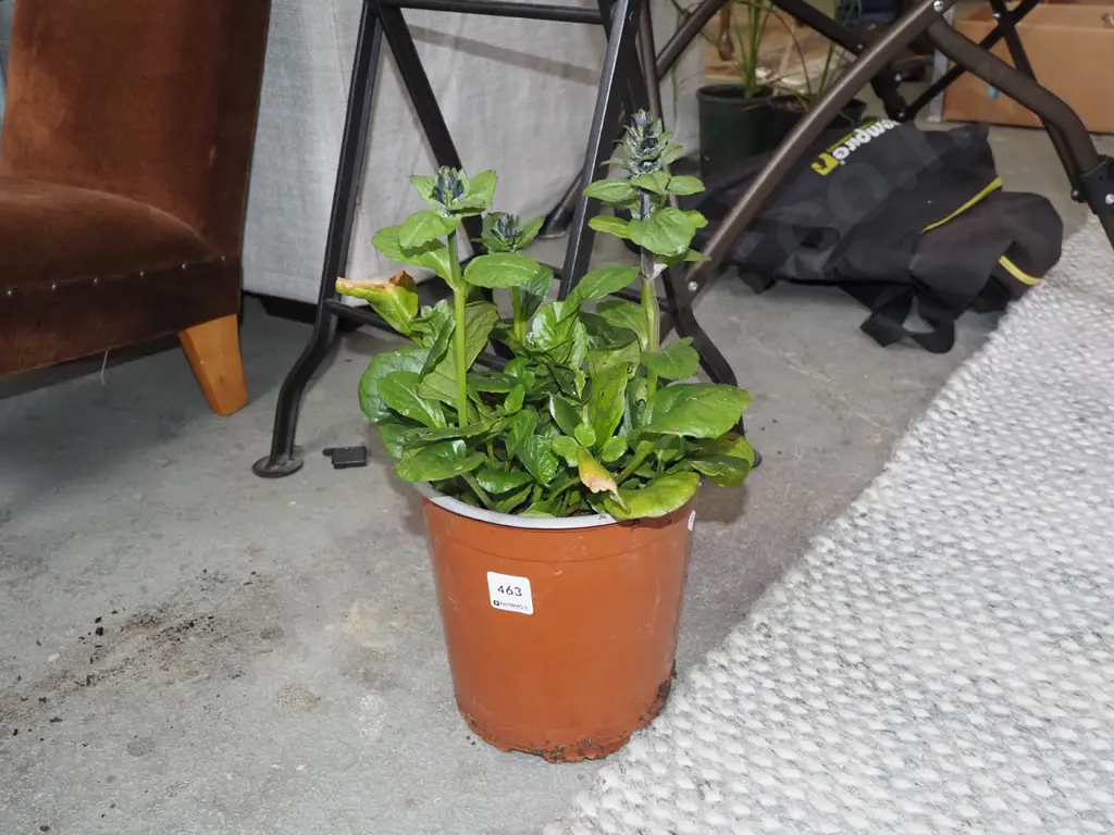potted black ajuga scallops Image 1++
