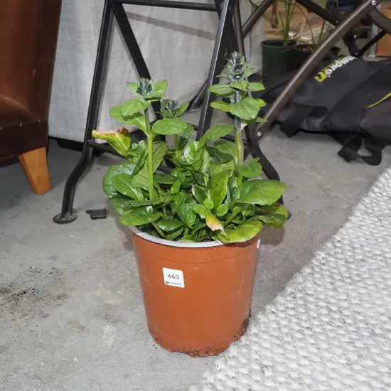 potted black ajuga scallops