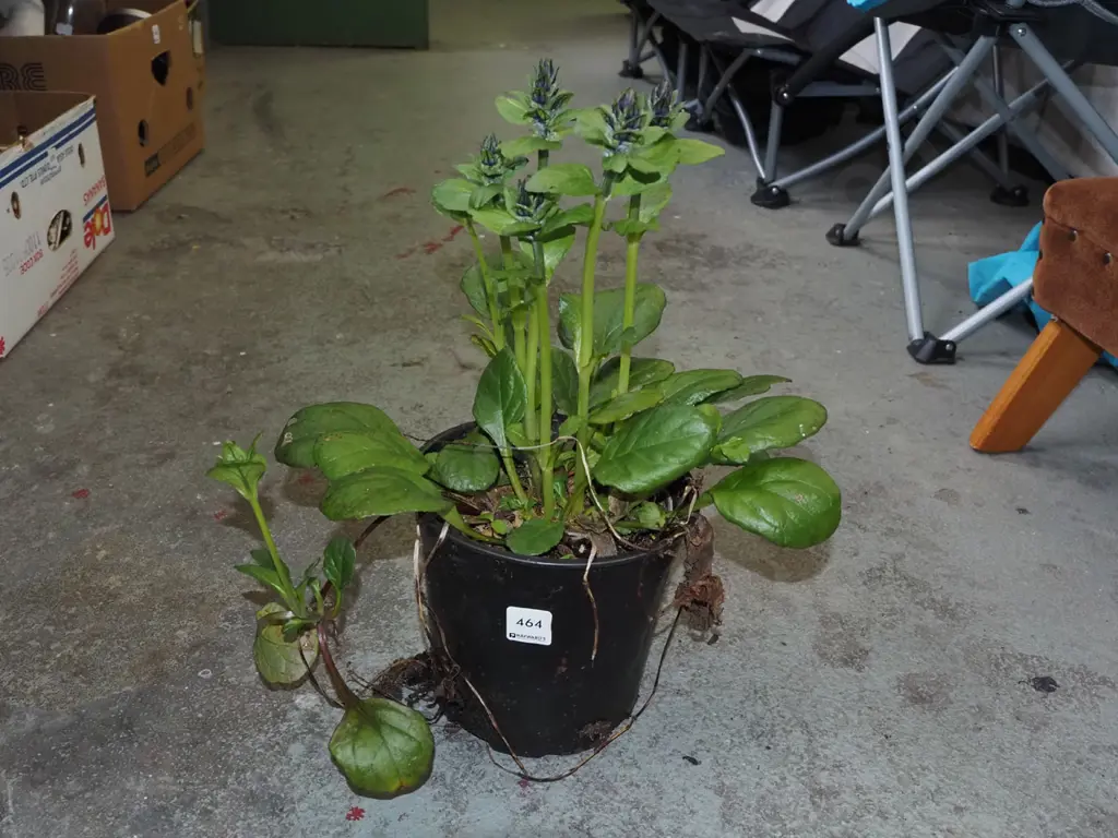 potted black ajuga scallops Image 1++