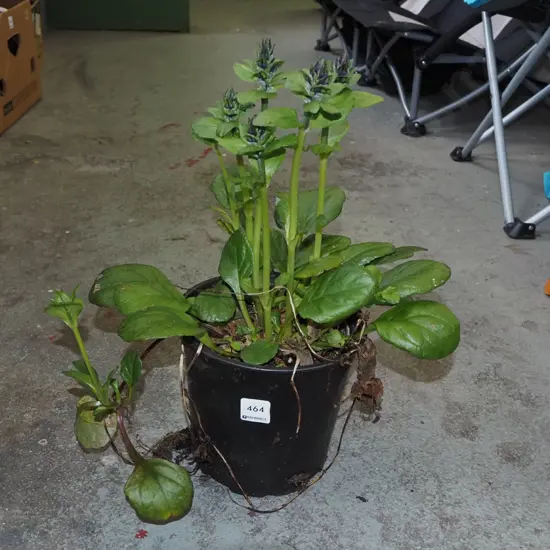 potted black ajuga scallops