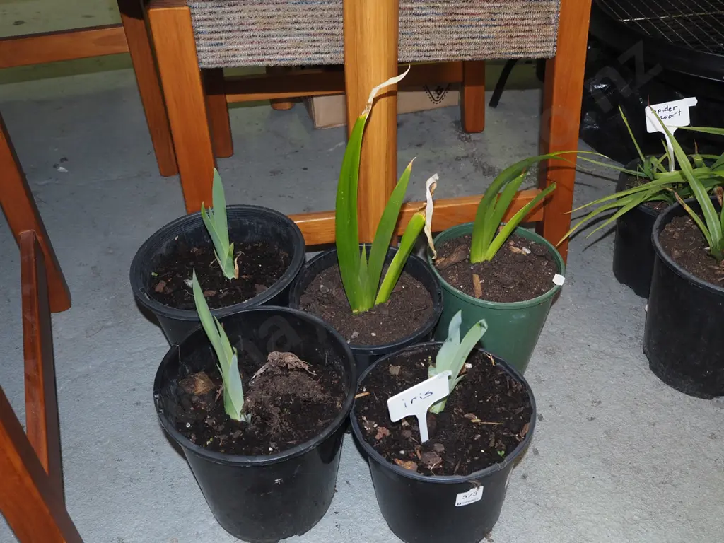 5 x potted irises Image 1++