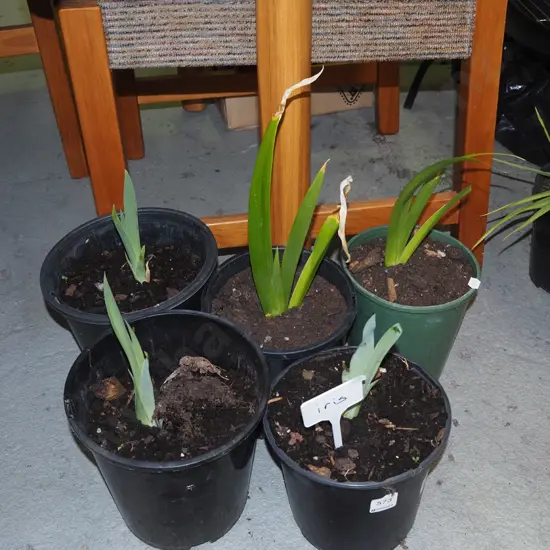 5 x potted irises