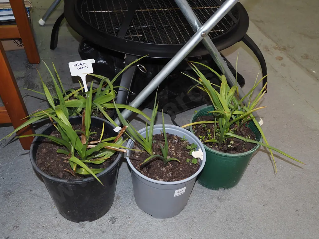 4x potted spiderworts Image 1++