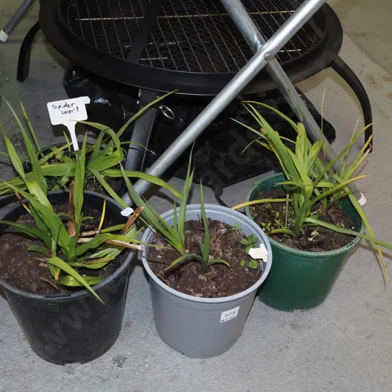 4x potted spiderworts