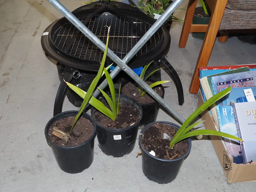 4x potted irises Image 1++
