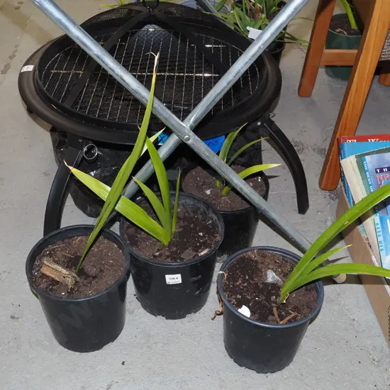 4x potted irises